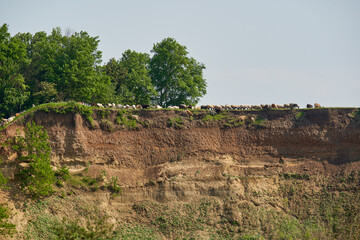 Fototapeta na wymiar Flock of sheep and goats on a cliff