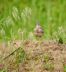 Crested lark standing on ground