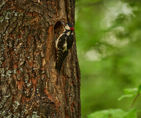 Woodpecker by the nest in the tree