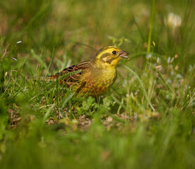 Yellowhammer feeding in the grass