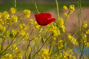 Poppy flowers in closeup