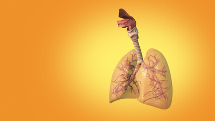 3D medical concept of human lungs