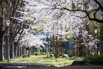 靭公園の春