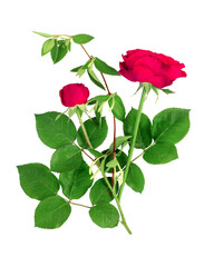 Bouquet of beautiful red roses on a white isolated background.