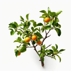 Orange tree branch with green leaves nature white background generative AI