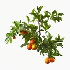 Orange tree branch with green leaves nature white background generative AI