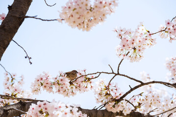 靭公園の春