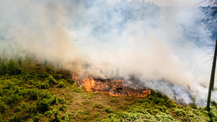 Waldbrand und Flammen bei Vegetationsbrand