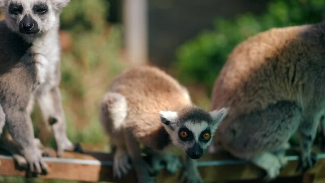 Curious lemur sitting in sunshine outdoors jumping up in slow motion leaving. Front view row of animals in zoo on Cyprus outdoors