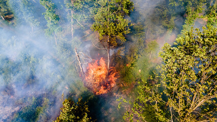 Waldbrand und Flammen bei Vegetationsbrand