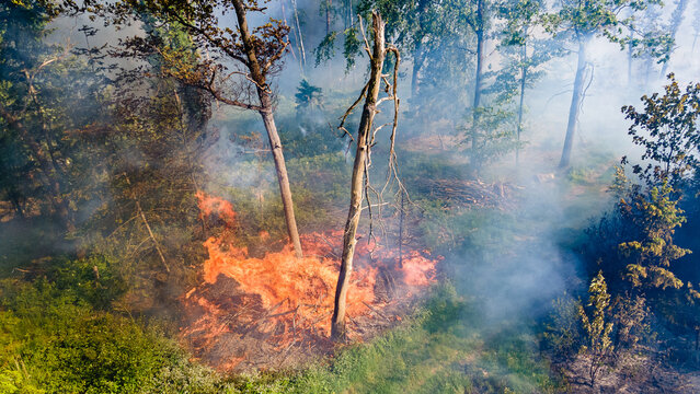 Waldbrand und Flammen bei Vegetationsbrand