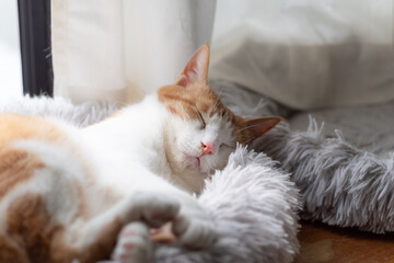 眠る猫　茶トラ白