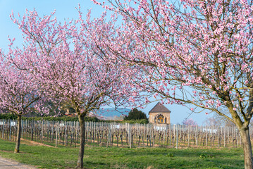Mandelbl&uuml;te am Hofgut und ehemaligen Kloster Geilweilerhof bei Siebeldingen. Region Pfalz im Bundesland Rheinland-Pfalz in Deutschland