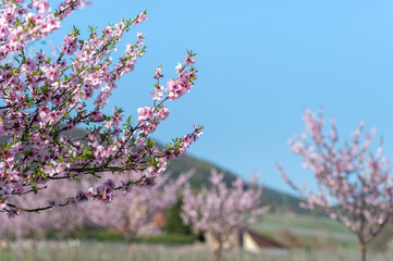 Mandelblüte am Hofgut und ehemaligen Kloster Geilweilerhof bei Siebeldingen. Region Pfalz im Bundesland Rheinland-Pfalz in Deutschland
