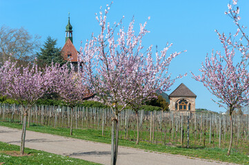 Mandelblüte am Hofgut und ehemaligen Kloster Geilweilerhof bei Siebeldingen. Region Pfalz im...