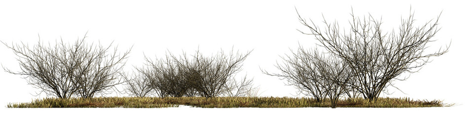 dry bushes and grass, desert scene cut-out isolated on transparent background banner