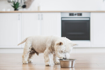 Close up view of adorable medium-sized Westie sniffing dog food left in bowl on wooden floor in...