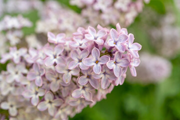 Lilac Flower Branch Closeup, Macro Photo of Spring Blossom Bush, White Lilac Flowers