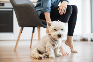 Cropped view of young barefoot female stroking small white Westie while relaxing in soft chair on kitchen background. Loving family dog sitting quietly near owner on wooden floor of bright room.