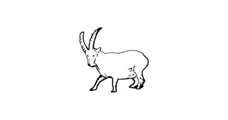 Capricorn zodiac sign. Hand-drawn animation on a white background. Fighting wild goats