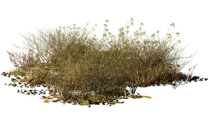 dry plants in the desert, isolated on transparent background 