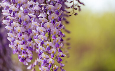 Blooming Wisteria Sinensis with classic purple flowers in full bloom in hanging racemes against a green background. Garden with wisteria in spring.