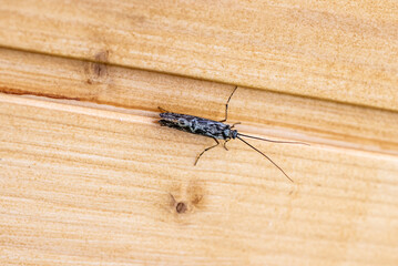 insects close up in natural environment