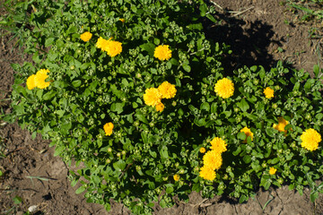 Few yellow flowers in the leafage of Chrysanthemums bush in July