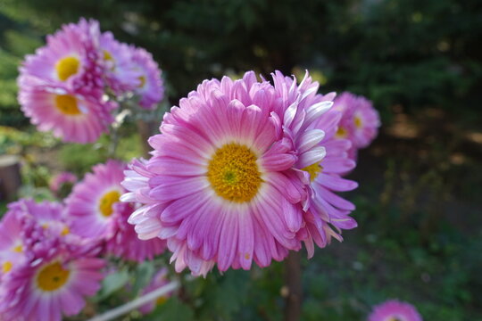 Close shot of pink and white flowers of semidouble Chrysanthemums in October