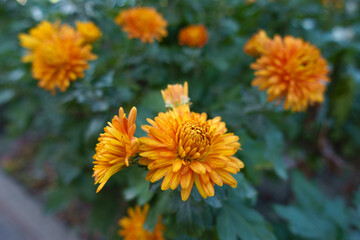 Macro of vibrant orange flowers of Chrysanthemums in October