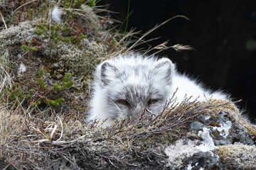 Naklejka premium Fox