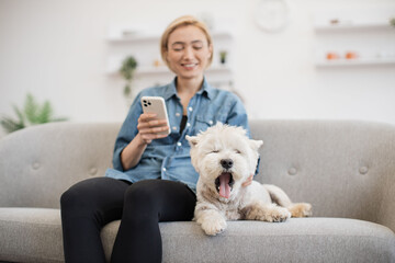 Cute purebred Westie yawning on soft couch while cheerful female with mobile phone smiling at dog's...