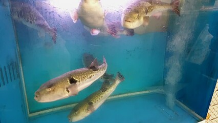 Alive swimming puffer blow fish Japanese fugu sashimi meal in fish market restaurant tank