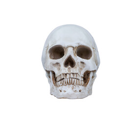 Artificial human skull model isolated on transparent background, png file