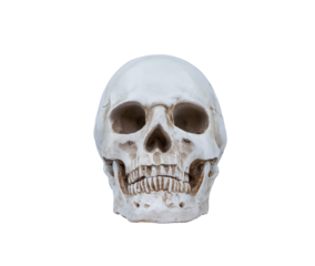 Artificial human skull model isolated on transparent background, png file