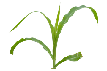 close up fresh green corn tree isolated transparent background png