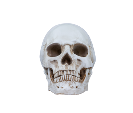 Artificial human skull model isolated on transparent background, png file