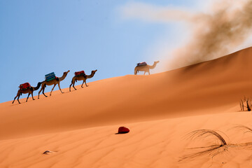 Fototapeta na wymiar A caravan of camels is going through the desert.