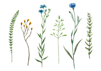 Watercolor set of field plants. Wildflowers. Botanical collection of wild and garden plants. Meadow herbs and flowers collection: cornflower, Poa, flax etc.