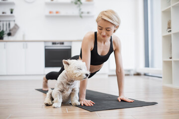 Calm West Highland White Terrier slowly falling asleep while female owner exercising arm balance yoga pose in home interior. Caucasian woman boosting mood and health while practising Phalakasana.