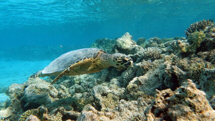 Fototapeta na wymiar Hawksbill sea turtle (CR species) Hawksbill Turtle - Eretmochelys imbricata. Sea turtles . Great Reef Turtle .Bissa. 