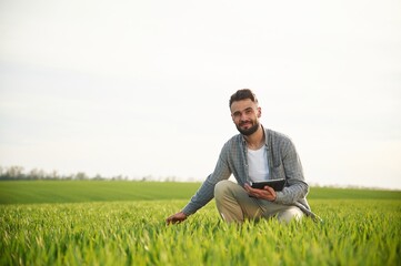 Naklejka na ściany i meble Sitting, holding notepad and checking quality of wheat. Handsome young man is on agricultural field