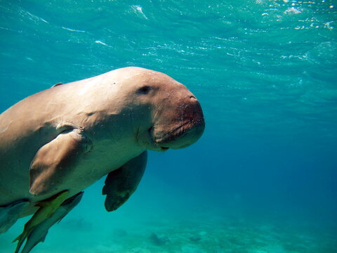 Dugongo. Sea Cow in Marsa Alam. Marsa Mubarak bay.

