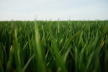 Obraz premium Wheat that is growing in the agricultural field. Conception of nature and production