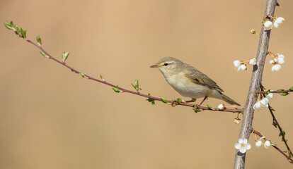 Willow warbler in early spring at a wetland 