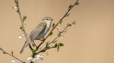 Willow warbler in early spring at a wetland 