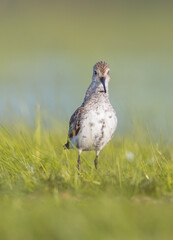 Dunlin - adult bird at a wetland on the spring migration 