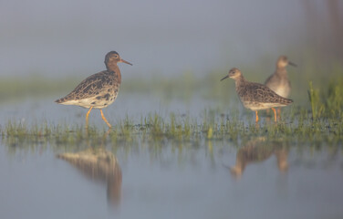 Ruff - male bird at a wetland on the mating season in spring