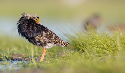 Ruff - male bird at a wetland on the mating season in spring