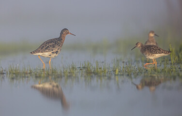 Ruff - male bird at a wetland on the mating season in spring